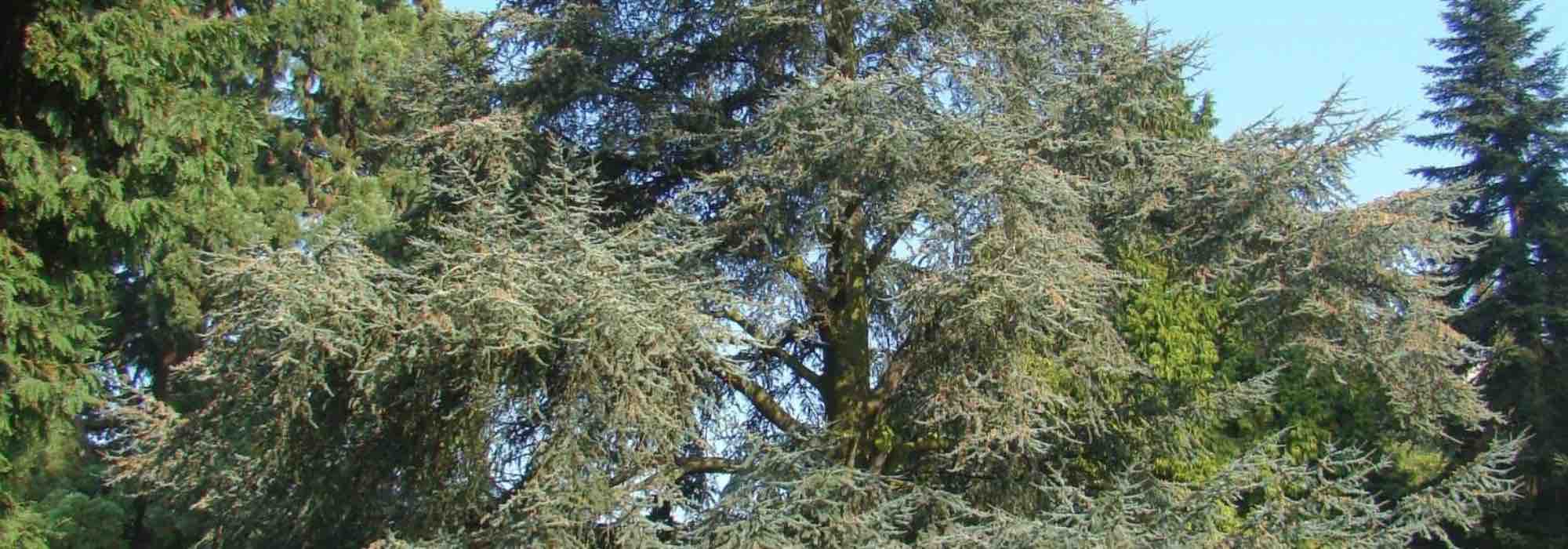 Come scegliere bene un cedro?
