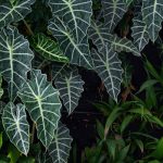 Alocasia - Orecchio di elefante: coltivazione e cura