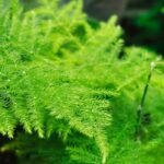 **Asparago da interno: coltivazione e cura**  

L'asparago da interno è una pianta ornamentale apprezzata per il suo fogliame leggero e decorativo. Facile da coltivare, è perfetta per aggiungere un tocco di verde elegante alla tua casa. Ecco alcuni consigli per prendertene cura al meglio.  

### **Coltivazione dell'asparago da interno**  

1. **Luce**  
   L'asparago da interno preferisce una luce brillante ma indiretta. Evita l'esposizione diretta al sole, che potrebbe bruciare le foglie delicate.  

2. **Terra**  
   Utilizza un terriccio ben drenante, arricchito con materia organica. Un mix per piante verdi è ideale.  

3. **Annaffiatura**  
   Mantieni il terreno leggermente umido, ma evita i ristagni d'acqua. Lascia asciugare leggermente il terriccio tra un'annaffiatura e l'altra.  

4. **Umidità**  
   Questa pianta apprezza un ambiente umido. Nebulizza regolarmente le foglie o posiziona la pianta su un vassoio con ciottoli e acqua.  

5. **Temperatura**  
   L'asparago da interno prospera a temperature comprese tra 15°C e 24°C. Evita correnti d'aria fredda e sbalzi termici.  

### **Manutenzione e cura**  

- **Concimazione**  
  Durante la stagione di crescita (primavera ed estate), concima ogni 2-4 settimane con un fertilizzante bilanciato per piante verdi.  

- **Potatura**  
  Rimuovi eventuali steli secchi o danneggiati per favorire una crescita sana e compatta.  

- **Rinvaso**  
  Rinvasare ogni 2-3 anni, preferibilmente in primavera, per rinnovare il terriccio e dare più spazio alle radici.  

### **Problemi comuni**  

- **Foglie gialle**  
  Potrebbero indicare un'eccessiva annaffiatura o una carenza di nutrienti. Controlla il drenaggio e adatta la concimazione.  

- **Caduta delle foglie**  
  Spesso causata da correnti d'aria o da un ambiente troppo secco. Aumenta l'umidità e sposta la pianta in un luogo più protetto.  

Con queste semplici cure, il tuo asparago da interno rimarrà rigoglioso e decorativo per anni!