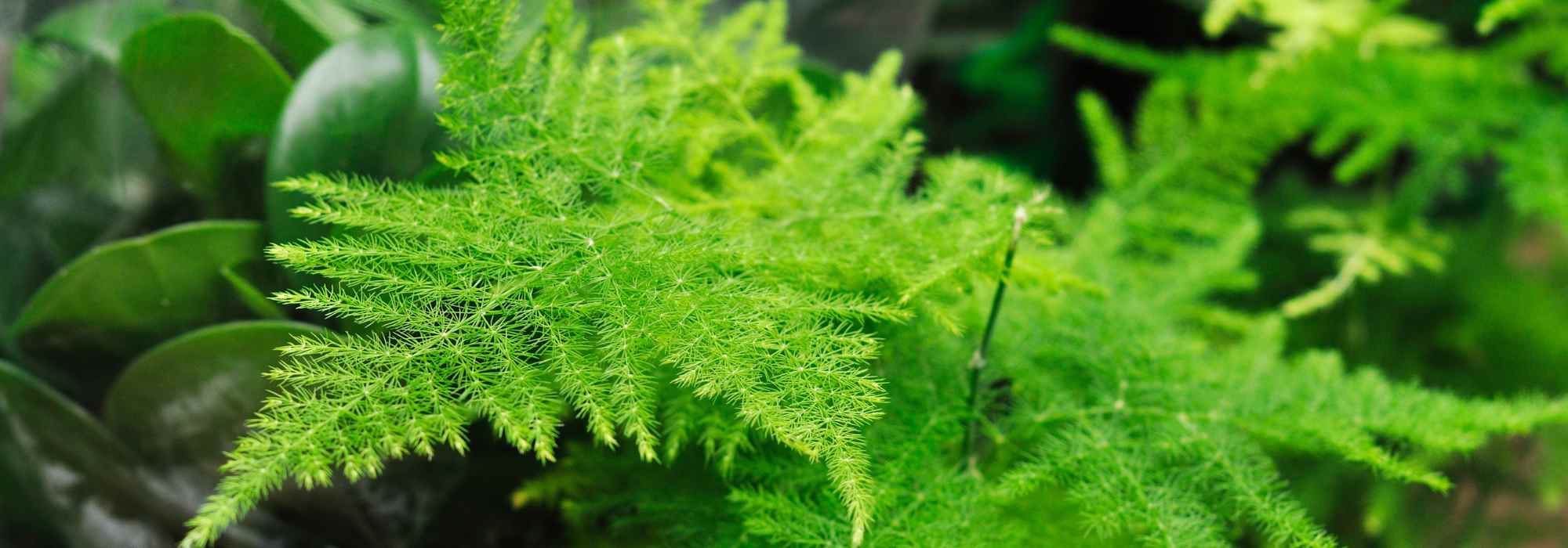 **Asparago da interno: coltivazione e cura**  

L'asparago da interno è una pianta ornamentale apprezzata per il suo fogliame leggero e decorativo. Facile da coltivare, è perfetta per aggiungere un tocco di verde elegante alla tua casa. Ecco alcuni consigli per prendertene cura al meglio.  

### **Coltivazione dell'asparago da interno**  

1. **Luce**  
   L'asparago da interno preferisce una luce brillante ma indiretta. Evita l'esposizione diretta al sole, che potrebbe bruciare le foglie delicate.  

2. **Terra**  
   Utilizza un terriccio ben drenante, arricchito con materia organica. Un mix per piante verdi è ideale.  

3. **Annaffiatura**  
   Mantieni il terreno leggermente umido, ma evita i ristagni d'acqua. Lascia asciugare leggermente il terriccio tra un'annaffiatura e l'altra.  

4. **Umidità**  
   Questa pianta apprezza un ambiente umido. Nebulizza regolarmente le foglie o posiziona la pianta su un vassoio con ciottoli e acqua.  

5. **Temperatura**  
   L'asparago da interno prospera a temperature comprese tra 15°C e 24°C. Evita correnti d'aria fredda e sbalzi termici.  

### **Manutenzione e cura**  

- **Concimazione**  
  Durante la stagione di crescita (primavera ed estate), concima ogni 2-4 settimane con un fertilizzante bilanciato per piante verdi.  

- **Potatura**  
  Rimuovi eventuali steli secchi o danneggiati per favorire una crescita sana e compatta.  

- **Rinvaso**  
  Rinvasare ogni 2-3 anni, preferibilmente in primavera, per rinnovare il terriccio e dare più spazio alle radici.  

### **Problemi comuni**  

- **Foglie gialle**  
  Potrebbero indicare un'eccessiva annaffiatura o una carenza di nutrienti. Controlla il drenaggio e adatta la concimazione.  

- **Caduta delle foglie**  
  Spesso causata da correnti d'aria o da un ambiente troppo secco. Aumenta l'umidità e sposta la pianta in un luogo più protetto.  

Con queste semplici cure, il tuo asparago da interno rimarrà rigoglioso e decorativo per anni!