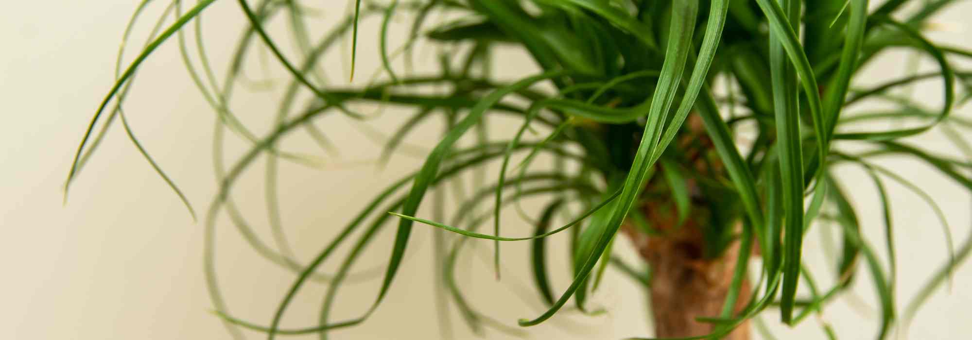 Piede d'elefante - Beaucarnea: coltivazione e cura