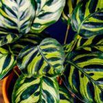**Calathea: varietà, coltivazione e cura**

La Calathea è una pianta d'appartamento molto apprezzata per le sue foglie decorative e i motivi unici. Originaria delle foreste tropicali del Sud America, questa pianta richiede cure specifiche per prosperare in casa. Scopriamo insieme le diverse varietà, come coltivarla e come prendertene al meglio.

### Varietà di Calathea
Esistono numerose varietà di Calathea, ognuna con caratteristiche distintive:
- **Calathea orbifolia**: Foglie larghe con striature argentate.
- **Calathea lancifolia** (o "Pianta del serpente a sonagli"): Foglie lunghe e strette con macchie scure.
- **Calathea roseopicta**: Foglie rotonde con bordi rosa o rossi.
- **Calathea zebrina**: Foglie con striature simili a quelle di una zebra.
- **Calathea makoyana** (o "Pianta del pavone"): Foglie con motivi simili a piume di pavone.

### Coltivazione della Calathea
Per far crescere una Calathea sana e rigogliosa, segui questi consigli:
1. **Luce**: Predilige luce indiretta e filtrata. Evita il sole diretto, che può bruciare le foglie.
2. **Temperatura**: Mantieni una temperatura tra i 18°C e i 24°C. Evita correnti d'aria fredda.
3. **Umidità**: Ama ambienti umidi. Puoi aumentare l'umidità con un umidificatore o posizionando la pianta su un vassoio con ciottoli e acqua.
4. **Terreno**: Utilizza un terriccio ben drenante e ricco di materia organica.

### Cura della Calathea
- **Annaffiatura**: Mantieni il terreno umido ma non zuppo. Usa acqua distillata o piovana per evitare l'accumulo di cloro.
- **Concimazione**: Fertilizza ogni 4-6 settimane durante la stagione di crescita con un fertilizzante bilanciato.
- **Pulizia delle foglie**: Passa un panno umido sulle foglie per rimuovere la polvere e favorire la fotosintesi.
- **Rinvaso**: Rinvasa ogni 1-2 anni in un vaso leggermente più grande.

### Problemi comuni
- **Foglie arricciate**: Segno di aria troppo secca o mancanza d'acqua.
- **Macchie marroni**: Causate da acqua troppo dura o eccesso di fertilizzante.
- **Foglie gialle**: Potrebbe indicare un eccesso di acqua o carenza di nutrienti.

Con le giuste cure, la Calathea regalerà un tocco di eleganza e colore alla tua casa!