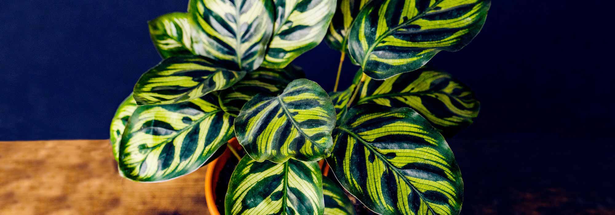**Calathea: varietà, coltivazione e cura**

La Calathea è una pianta d'appartamento molto apprezzata per le sue foglie decorative e i motivi unici. Originaria delle foreste tropicali del Sud America, questa pianta richiede cure specifiche per prosperare in casa. Scopriamo insieme le diverse varietà, come coltivarla e come prendertene al meglio.

### Varietà di Calathea
Esistono numerose varietà di Calathea, ognuna con caratteristiche distintive:
- **Calathea orbifolia**: Foglie larghe con striature argentate.
- **Calathea lancifolia** (o "Pianta del serpente a sonagli"): Foglie lunghe e strette con macchie scure.
- **Calathea roseopicta**: Foglie rotonde con bordi rosa o rossi.
- **Calathea zebrina**: Foglie con striature simili a quelle di una zebra.
- **Calathea makoyana** (o "Pianta del pavone"): Foglie con motivi simili a piume di pavone.

### Coltivazione della Calathea
Per far crescere una Calathea sana e rigogliosa, segui questi consigli:
1. **Luce**: Predilige luce indiretta e filtrata. Evita il sole diretto, che può bruciare le foglie.
2. **Temperatura**: Mantieni una temperatura tra i 18°C e i 24°C. Evita correnti d'aria fredda.
3. **Umidità**: Ama ambienti umidi. Puoi aumentare l'umidità con un umidificatore o posizionando la pianta su un vassoio con ciottoli e acqua.
4. **Terreno**: Utilizza un terriccio ben drenante e ricco di materia organica.

### Cura della Calathea
- **Annaffiatura**: Mantieni il terreno umido ma non zuppo. Usa acqua distillata o piovana per evitare l'accumulo di cloro.
- **Concimazione**: Fertilizza ogni 4-6 settimane durante la stagione di crescita con un fertilizzante bilanciato.
- **Pulizia delle foglie**: Passa un panno umido sulle foglie per rimuovere la polvere e favorire la fotosintesi.
- **Rinvaso**: Rinvasa ogni 1-2 anni in un vaso leggermente più grande.

### Problemi comuni
- **Foglie arricciate**: Segno di aria troppo secca o mancanza d'acqua.
- **Macchie marroni**: Causate da acqua troppo dura o eccesso di fertilizzante.
- **Foglie gialle**: Potrebbe indicare un eccesso di acqua o carenza di nutrienti.

Con le giuste cure, la Calathea regalerà un tocco di eleganza e colore alla tua casa!