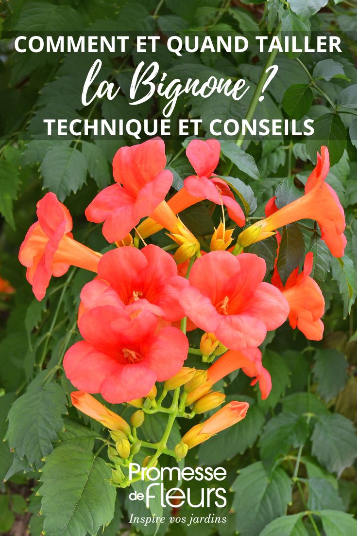 campsis (traduzione invariata, essendo un nome botanico)