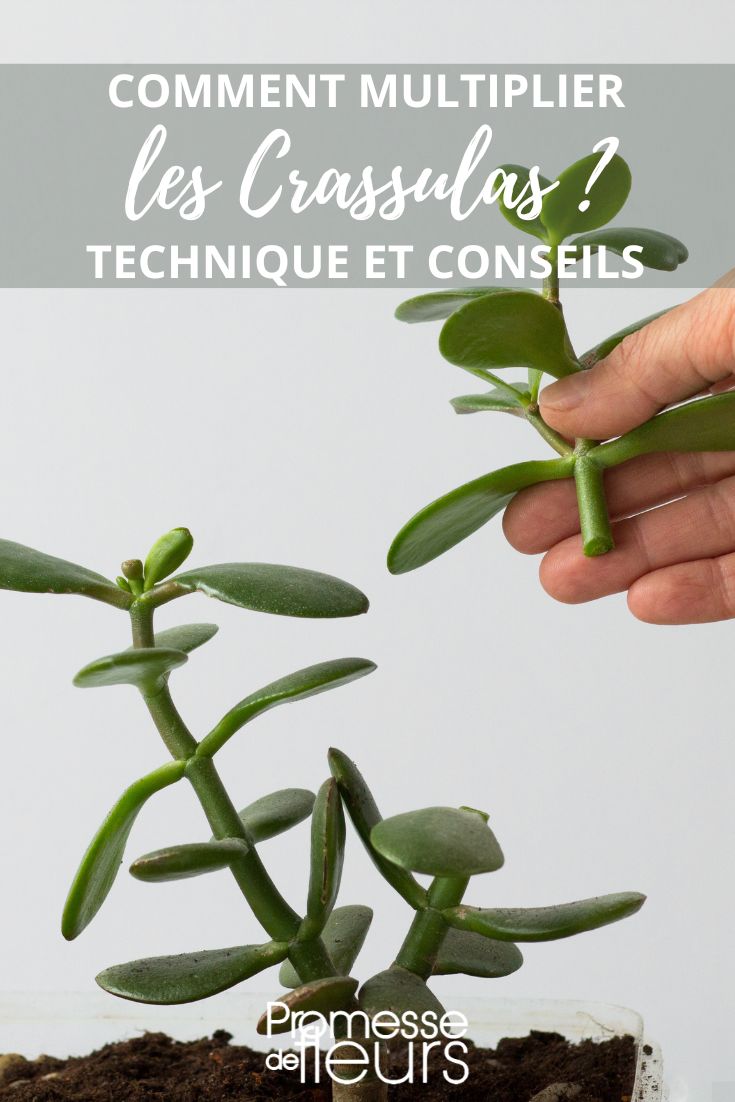 talee delle crassule