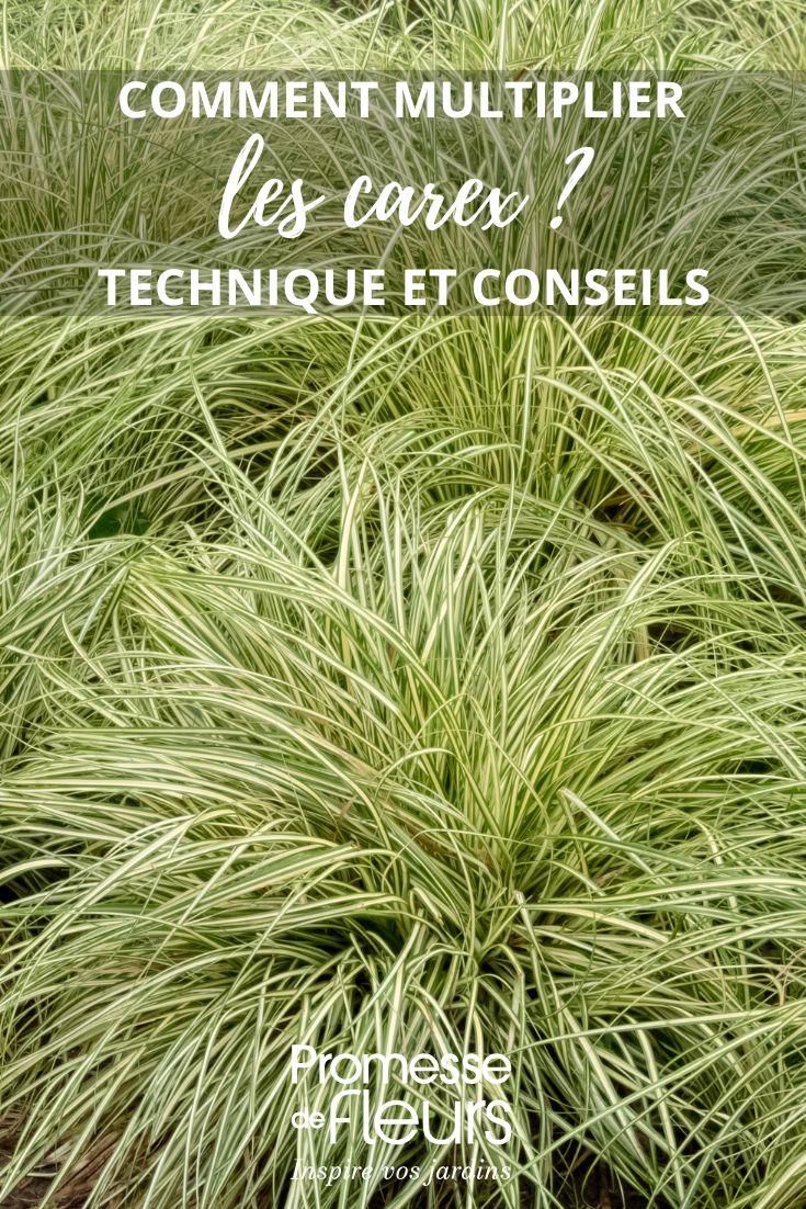 dividere i carex o le laiche