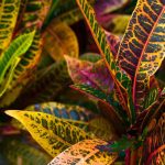 Il croton: piantagione, coltivazione e cura
