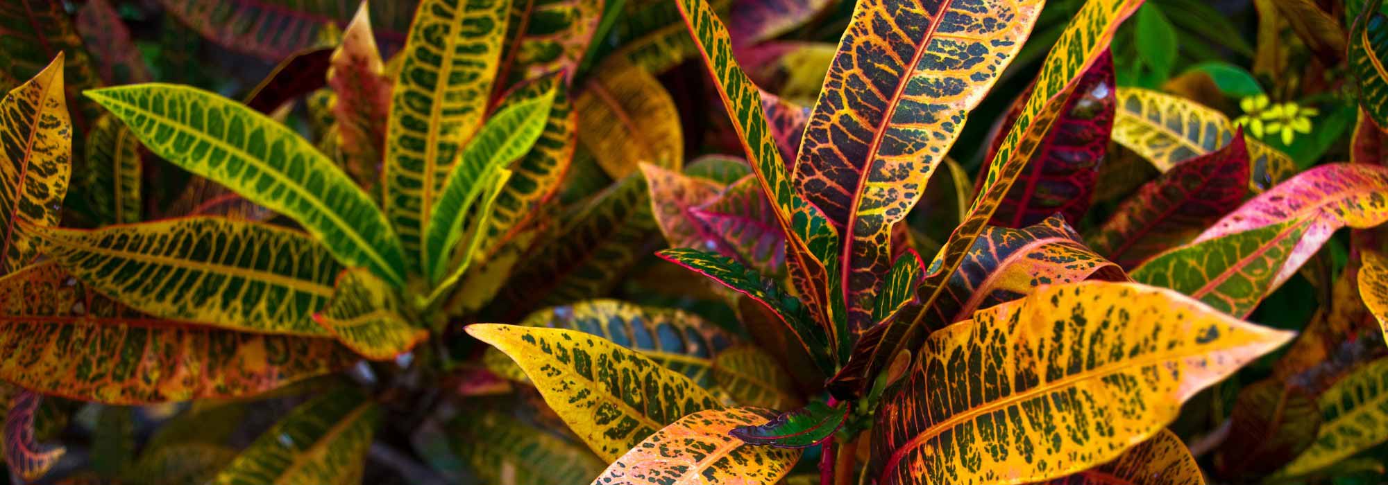 Il croton: piantagione, coltivazione e cura