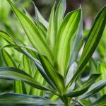 Dracaena (Dracena): piantagione, coltivazione, cura