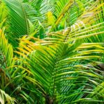 Dypsis - Palma Areca: coltivazione e cura