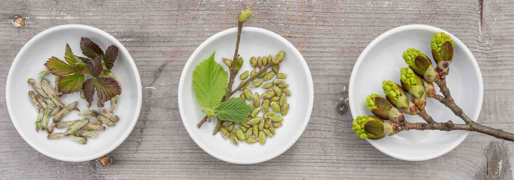 La gemmoterapia: l'energia vitale delle gemme