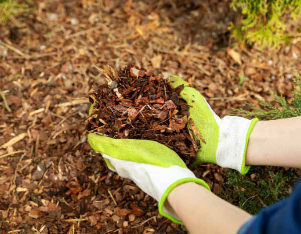 Giardinaggio per principianti: pacciamare il giardino in 5 semplici passi