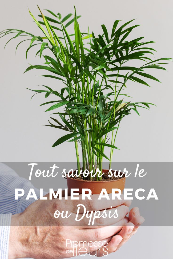 **Piantare e curare il Dypsis**

Il Dypsis, noto anche come palma delle farfalle, è una pianta tropicale che aggiunge un tocco esotico al tuo giardino o al tuo spazio interno. Ecco una guida completa per piantare e prenderti cura del Dypsis.

### Piantare il Dypsis

1. **Scelta del luogo**: Il Dypsis preferisce una posizione luminosa ma protetta dalla luce diretta del sole. Se lo coltivi in casa, posizionalo vicino a una finestra con luce filtrata. All'esterno, scegli un'area parzialmente ombreggiata.

2. **Terreno**: Utilizza un terreno ben drenato e ricco di sostanze organiche. Un mix di terriccio universale e sabbia è ideale per garantire un buon drenaggio.

3. **Piantagione**: Scava una buca leggermente più grande della zolla della pianta. Posiziona il Dypsis nella buca e riempi con il terreno preparato. Assicurati che la base della pianta sia allo stesso livello del terreno circostante.

4. **Annaffiatura**: Dopo la piantagione, annaffia abbondantemente per aiutare la pianta a stabilizzarsi. Mantieni il terreno umido ma non inzuppato.

### Cura del Dypsis

1. **Annaffiatura**: Il Dypsis necessita di annaffiature regolari, soprattutto durante i periodi di crescita attiva. Lascia asciugare leggermente il terreno tra un'annaffiatura e l'altra per evitare ristagni idrici.

2. **Concimazione**: Durante la stagione di crescita (primavera ed estate), concima la pianta ogni 4-6 settimane con un fertilizzante bilanciato per piante verdi. Riduci la concimazione in autunno e inverno.

3. **Potatura**: Rimuovi le foglie morte o danneggiate per mantenere la pianta sana e favorire una nuova crescita. Usa forbici pulite e affilate per evitare di danneggiare la pianta.

4. **Protezione dal freddo**: Se vivi in una zona con inverni rigidi, proteggi il Dypsis dal freddo. Puoi spostare la pianta in un luogo riparato o coprirla con un telo protettivo.

5. **Controllo dei parassiti**: Tieni d'occhio la presenza di parassiti come acari o cocciniglie. Se necessario, tratta la pianta con un insetticida appropriato o rimedi naturali come il sapone insetticida.

### Consigli aggiuntivi

- **Umidità**: Il Dypsis apprezza un ambiente umido. Se lo coltivi in casa, considera l'uso di un umidificatore o posiziona un vassoio con acqua e ciottoli vicino alla pianta.
- **Rinvaso**: Se la pianta cresce troppo per il suo vaso, rinvasala in un contenitore più grande ogni 2-3 anni.

Seguendo questi consigli, il tuo Dypsis crescerà sano e rigoglioso, portando un tocco di tropicalità al tuo spazio verde. Buona coltivazione!