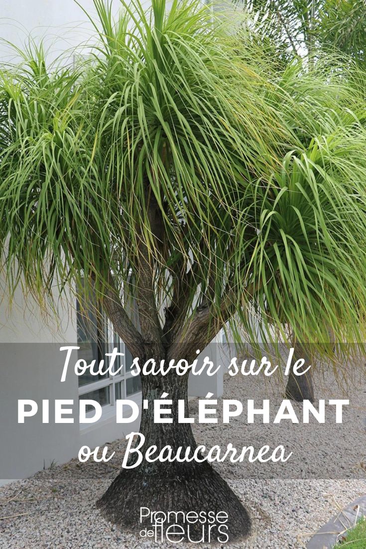 piede d'elefante