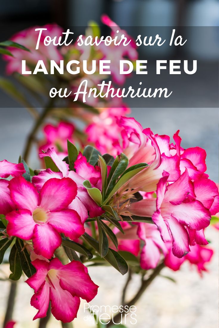 TUTTO quello che c'è da sapere sulla rosa del deserto