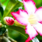 **Adenium - Rosa del Deserto: coltivazione e cura**

L'Adenium, comunemente conosciuto come "Rosa del Deserto", è una pianta succulenta affascinante e resistente, apprezzata per i suoi fiori vivaci e il tronco gonfio che immagazzina acqua. Originaria delle regioni aride dell'Africa e della Penisola Arabica, questa pianta è perfetta per chi cerca un tocco esotico nel proprio giardino o in casa. Ecco alcuni consigli per coltivarla e mantenerla in salute.

### **Coltivazione dell'Adenium**

1. **Luce**  
   L'Adenium ama la luce intensa e diretta. Posizionala in un luogo dove possa ricevere almeno 6-8 ore di sole al giorno. Se coltivata in casa, scegli una finestra esposta a sud.

2. **Terreno**  
   Utilizza un terreno ben drenante, preferibilmente una miscela per piante grasse o cactus. Puoi aggiungere sabbia o perlite per migliorare il drenaggio.

3. **Temperatura**  
   Questa pianta prospera in climi caldi, con temperature ideali tra i 25°C e i 35°C. Evita temperature inferiori ai 10°C, poiché potrebbero danneggiarla.

4. **Annaffiatura**  
   Annaffia moderatamente durante la stagione di crescita (primavera ed estate), lasciando asciugare completamente il terreno tra un'annaffiatura e l'altra. In inverno, riduci drasticamente l'acqua per evitare marciumi radicali.

5. **Concimazione**  
   Durante la stagione di crescita, concima ogni 4-6 settimane con un fertilizzante bilanciato per piante grasse. Evita di concimare in inverno.

### **Cura dell'Adenium**

1. **Potatura**  
   Potare l'Adenium aiuta a mantenere una forma compatta e a stimolare la fioritura. Taglia i rami secchi o danneggiati e accorcia quelli troppo lunghi all'inizio della primavera.

2. **Rinvaso**  
   Rinvasala ogni 2-3 anni per rinnovare il terreno e dare spazio alle radici. Scegli un vaso leggermente più grande del precedente e assicurati che abbia fori di drenaggio.

3. **Parassiti e Malattie**  
   Controlla regolarmente la presenza di afidi, cocciniglie e acari. Tratta eventuali infestazioni con insetticidi naturali o prodotti specifici. Evita l'eccesso di umidità per prevenire marciumi radicali.

4. **Riproduzione**  
   L'Adenium può essere propagato per talea o da seme. Le talee radicano facilmente in un substrato leggero, mentre i semi richiedono temperature calde e umidità costante per germogliare.

### **Curiosità**

- L'Adenium è tossico se ingerito, quindi tienilo lontano da bambini e animali domestici.
- In alcune culture, è considerato un simbolo di prosperità e fortuna.

Con le giuste cure, la tua Rosa del Deserto regalerà splendide fioriture e un aspetto unico per anni. Buona coltivazione!