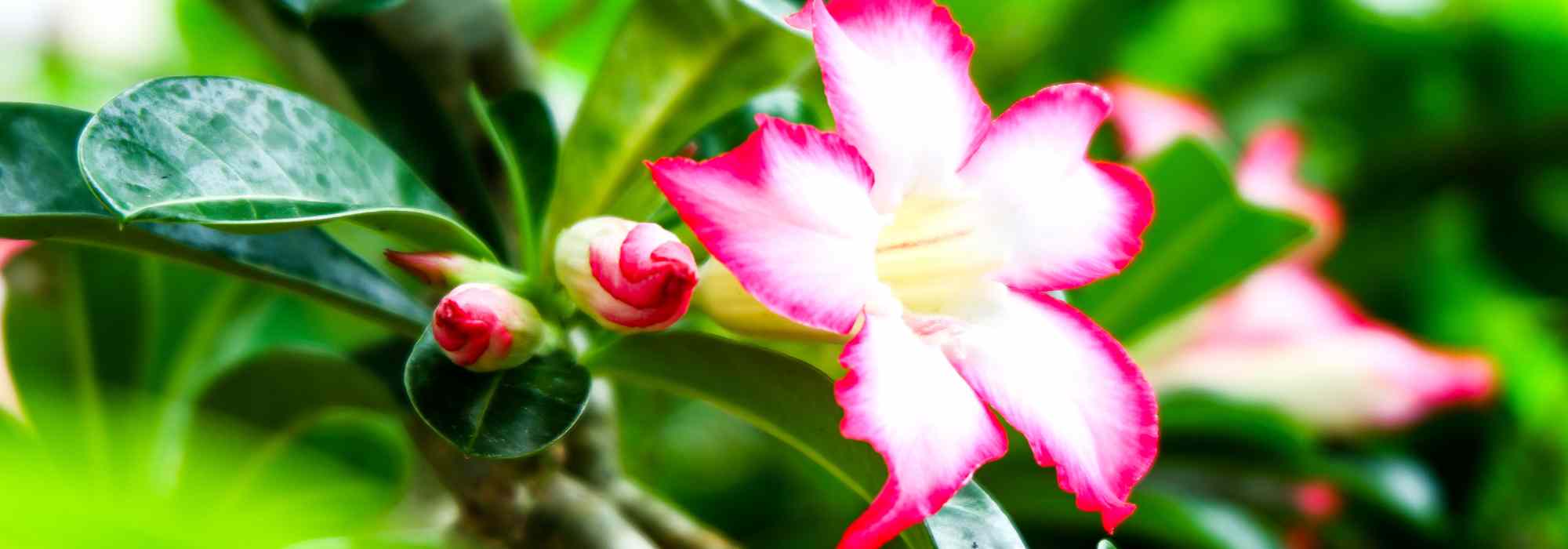 **Adenium - Rosa del Deserto: coltivazione e cura**

L'Adenium, comunemente conosciuto come "Rosa del Deserto", è una pianta succulenta affascinante e resistente, apprezzata per i suoi fiori vivaci e il tronco gonfio che immagazzina acqua. Originaria delle regioni aride dell'Africa e della Penisola Arabica, questa pianta è perfetta per chi cerca un tocco esotico nel proprio giardino o in casa. Ecco alcuni consigli per coltivarla e mantenerla in salute.

### **Coltivazione dell'Adenium**

1. **Luce**  
   L'Adenium ama la luce intensa e diretta. Posizionala in un luogo dove possa ricevere almeno 6-8 ore di sole al giorno. Se coltivata in casa, scegli una finestra esposta a sud.

2. **Terreno**  
   Utilizza un terreno ben drenante, preferibilmente una miscela per piante grasse o cactus. Puoi aggiungere sabbia o perlite per migliorare il drenaggio.

3. **Temperatura**  
   Questa pianta prospera in climi caldi, con temperature ideali tra i 25°C e i 35°C. Evita temperature inferiori ai 10°C, poiché potrebbero danneggiarla.

4. **Annaffiatura**  
   Annaffia moderatamente durante la stagione di crescita (primavera ed estate), lasciando asciugare completamente il terreno tra un'annaffiatura e l'altra. In inverno, riduci drasticamente l'acqua per evitare marciumi radicali.

5. **Concimazione**  
   Durante la stagione di crescita, concima ogni 4-6 settimane con un fertilizzante bilanciato per piante grasse. Evita di concimare in inverno.

### **Cura dell'Adenium**

1. **Potatura**  
   Potare l'Adenium aiuta a mantenere una forma compatta e a stimolare la fioritura. Taglia i rami secchi o danneggiati e accorcia quelli troppo lunghi all'inizio della primavera.

2. **Rinvaso**  
   Rinvasala ogni 2-3 anni per rinnovare il terreno e dare spazio alle radici. Scegli un vaso leggermente più grande del precedente e assicurati che abbia fori di drenaggio.

3. **Parassiti e Malattie**  
   Controlla regolarmente la presenza di afidi, cocciniglie e acari. Tratta eventuali infestazioni con insetticidi naturali o prodotti specifici. Evita l'eccesso di umidità per prevenire marciumi radicali.

4. **Riproduzione**  
   L'Adenium può essere propagato per talea o da seme. Le talee radicano facilmente in un substrato leggero, mentre i semi richiedono temperature calde e umidità costante per germogliare.

### **Curiosità**

- L'Adenium è tossico se ingerito, quindi tienilo lontano da bambini e animali domestici.
- In alcune culture, è considerato un simbolo di prosperità e fortuna.

Con le giuste cure, la tua Rosa del Deserto regalerà splendide fioriture e un aspetto unico per anni. Buona coltivazione!