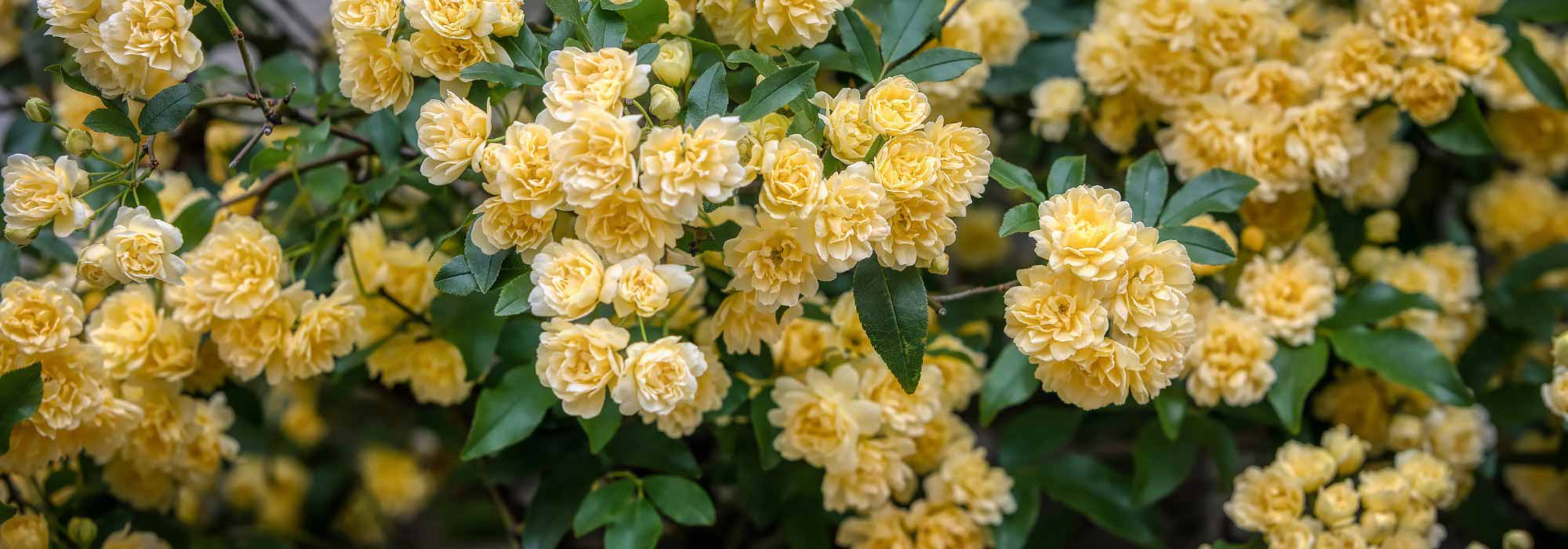 Rose di Banks: scopri queste esuberanti rose liana!