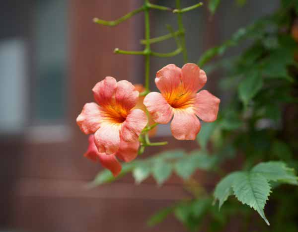 Come e quando potare la Bignonia?