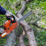 Giardinaggio per principianti: tagliare un albero in sicurezza in 5 semplici passi