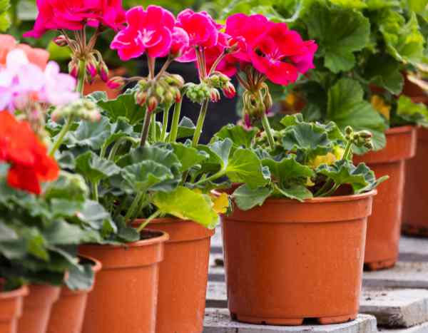 Come moltiplicare il pelargonium o geranio da balcone?
