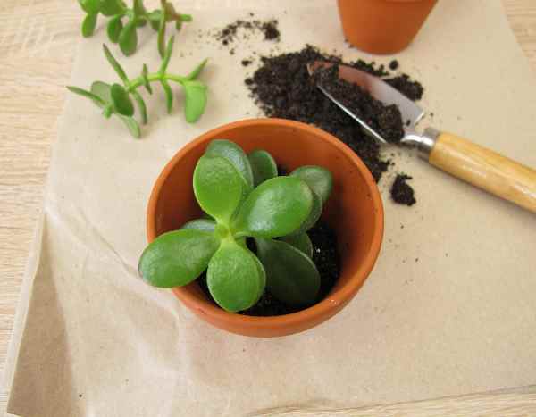 Come moltiplicare le Crassule?