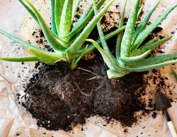 Come moltiplicare facilmente le piante di aloe?