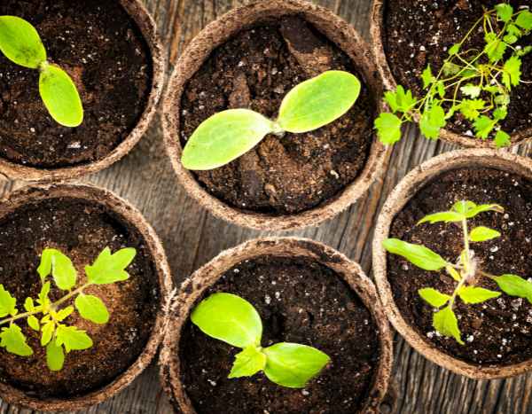 Giardinaggio per principianti: riuscire nei primi semenzai in 7 semplici passi