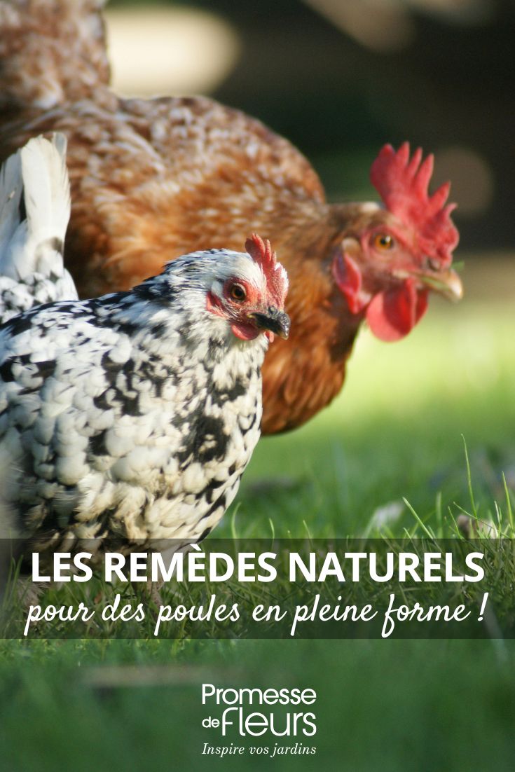 galline curate in modo naturale