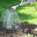 Giardinaggio per principianti: come annaffiare le piante in modo efficace
