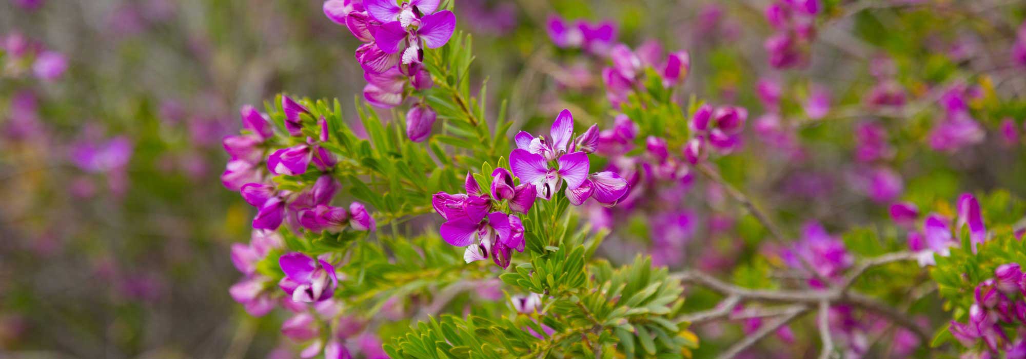 Come abbinare il Polygala?