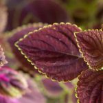 **Coleo: coltivazione e cura in casa**

Il coleo (*Coleus*) è una pianta ornamentale apprezzata per le sue foglie vivaci e colorate, perfetta per aggiungere un tocco di colore agli interni. Ecco alcuni consigli per coltivarlo e prendertene cura al meglio in casa.

### **Coltivazione del coleo in casa**

1. **Luce**  
   Il coleo ama la luce brillante ma indiretta. Evita l'esposizione diretta al sole, che potrebbe bruciare le foglie. Una posizione vicino a una finestra con luce filtrata è ideale.

2. **Temperatura**  
   Questa pianta preferisce temperature tra i 18°C e i 24°C. Evita correnti d'aria fredda e sbalzi termici.

3. **Terreno**  
   Utilizza un terriccio ben drenante e ricco di sostanza organica. Un mix per piante d'appartamento è perfetto.

4. **Annaffiatura**  
   Mantieni il terreno umido ma non zuppo. Lascia asciugare leggermente lo strato superficiale del terreno tra un'annaffiatura e l'altra.

5. **Umidità**  
   Il coleo apprezza un ambiente umido. Puoi aumentare l'umidità posizionando un vassoio con ciottoli e acqua sotto il vaso o usando un umidificatore.

### **Cura del coleo**

- **Concimazione**  
  Durante la stagione di crescita (primavera ed estate), concima ogni 2-4 settimane con un fertilizzante bilanciato per piante verdi.

- **Potatura**  
  Pota regolarmente per mantenere la forma della pianta e favorire una crescita folta. Rimuovi anche le foglie secche o danneggiate.

- **Rinvaso**  
  Rinvasalo ogni 1-2 anni in un contenitore leggermente più grande per garantire spazio alle radici.

- **Parassiti**  
  Controlla la presenza di afidi o acari. In caso di infestazione, tratta con un insetticida naturale o un sapone insetticida.

### **Consigli extra**

- **Propagazione**  
  Il coleo si propaga facilmente per talea. Taglia un rametto di 10 cm, rimuovi le foglie inferiori e mettilo in acqua finché non sviluppa radici.

- **Colori vivaci**  
  Per mantenere i colori brillanti delle foglie, assicurati che la pianta riceva abbastanza luce. Le varietà con foglie scure tollerano meglio l'ombra.

Con queste semplici cure, il tuo coleo prospererà e regalerà un tocco di vivacità alla tua casa!