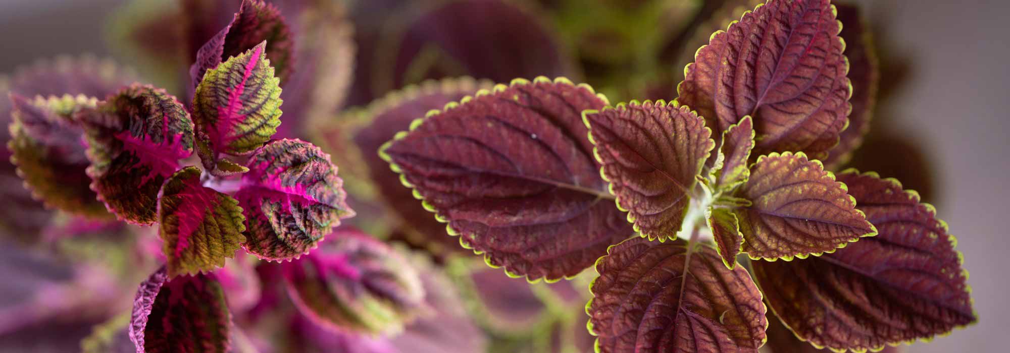 **Coleo: coltivazione e cura in casa**

Il coleo (*Coleus*) è una pianta ornamentale apprezzata per le sue foglie vivaci e colorate, perfetta per aggiungere un tocco di colore agli interni. Ecco alcuni consigli per coltivarlo e prendertene cura al meglio in casa.

### **Coltivazione del coleo in casa**

1. **Luce**  
   Il coleo ama la luce brillante ma indiretta. Evita l'esposizione diretta al sole, che potrebbe bruciare le foglie. Una posizione vicino a una finestra con luce filtrata è ideale.

2. **Temperatura**  
   Questa pianta preferisce temperature tra i 18°C e i 24°C. Evita correnti d'aria fredda e sbalzi termici.

3. **Terreno**  
   Utilizza un terriccio ben drenante e ricco di sostanza organica. Un mix per piante d'appartamento è perfetto.

4. **Annaffiatura**  
   Mantieni il terreno umido ma non zuppo. Lascia asciugare leggermente lo strato superficiale del terreno tra un'annaffiatura e l'altra.

5. **Umidità**  
   Il coleo apprezza un ambiente umido. Puoi aumentare l'umidità posizionando un vassoio con ciottoli e acqua sotto il vaso o usando un umidificatore.

### **Cura del coleo**

- **Concimazione**  
  Durante la stagione di crescita (primavera ed estate), concima ogni 2-4 settimane con un fertilizzante bilanciato per piante verdi.

- **Potatura**  
  Pota regolarmente per mantenere la forma della pianta e favorire una crescita folta. Rimuovi anche le foglie secche o danneggiate.

- **Rinvaso**  
  Rinvasalo ogni 1-2 anni in un contenitore leggermente più grande per garantire spazio alle radici.

- **Parassiti**  
  Controlla la presenza di afidi o acari. In caso di infestazione, tratta con un insetticida naturale o un sapone insetticida.

### **Consigli extra**

- **Propagazione**  
  Il coleo si propaga facilmente per talea. Taglia un rametto di 10 cm, rimuovi le foglie inferiori e mettilo in acqua finché non sviluppa radici.

- **Colori vivaci**  
  Per mantenere i colori brillanti delle foglie, assicurati che la pianta riceva abbastanza luce. Le varietà con foglie scure tollerano meglio l'ombra.

Con queste semplici cure, il tuo coleo prospererà e regalerà un tocco di vivacità alla tua casa!
