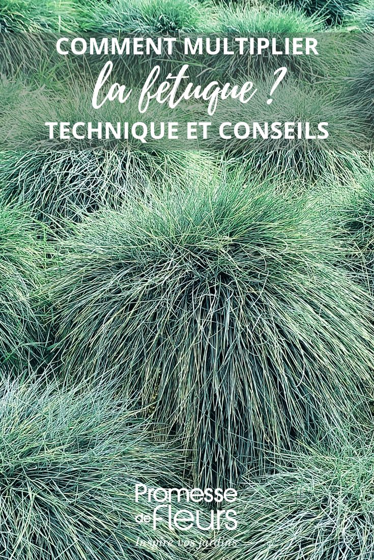 festuca glauca (traduzione invariata in quanto nome scientifico della pianta)