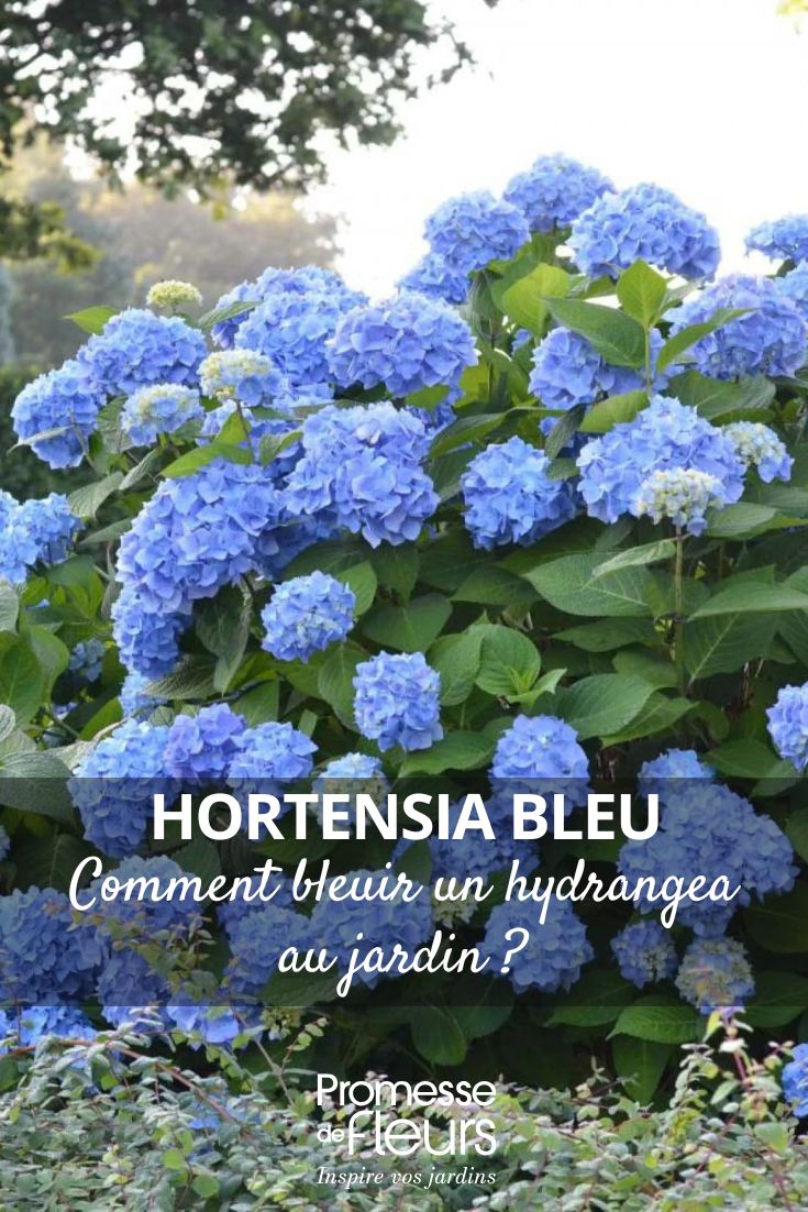 ortensia a fiori blu