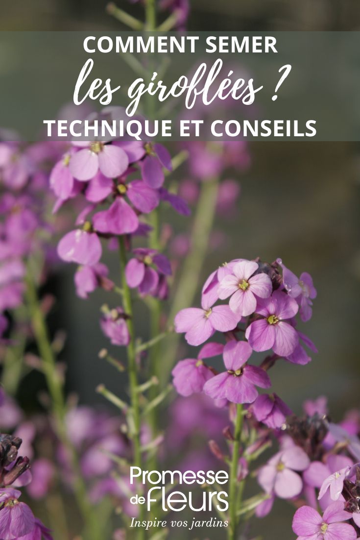 Girofle Bowles mauve