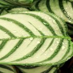 **Ctenanthe: piantare, coltivare, curare**  

La **Ctenanthe** è una pianta d'appartamento apprezzata per il suo fogliame decorativo e variegato. Originaria delle foreste tropicali del Sud America, questa pianta è perfetta per aggiungere un tocco esotico alla tua casa. Ecco una guida completa per piantare, coltivare e prenderti cura della tua Ctenanthe.  

### **Piantare la Ctenanthe**  
1. **Scelta del vaso**: Opta per un vaso con fori di drenaggio per evitare ristagni d'acqua.  
2. **Terriccio**: Utilizza un substrato leggero e ben drenante, come un mix per piante tropicali.  
3. **Posizione**: Scegli un luogo luminoso ma senza luce diretta del sole, che potrebbe bruciare le foglie.  

### **Coltivare la Ctenanthe**  
- **Luce**: Preferisce luce indiretta e brillante.  
- **Temperatura**: Mantieni una temperatura tra i 18°C e i 25°C. Evita correnti d'aria fredda.  
- **Umidità**: Ama l'umidità elevata. Nebulizza regolarmente le foglie o posiziona la pianta su un vassoio con ciottoli e acqua.  

### **Cura della Ctenanthe**  
- **Annaffiatura**: Mantieni il terriccio umido ma non zuppo. Riduci le annaffiature in inverno.  
- **Concimazione**: Fertilizza ogni 2-4 settimane durante la stagione di crescita con un fertilizzante bilanciato.  
- **Pulizia delle foglie**: Passa un panno umido sulle foglie per rimuovere la polvere.  

Con queste semplici attenzioni, la tua Ctenanthe crescerà rigogliosa e manterrà il suo splendido fogliame!