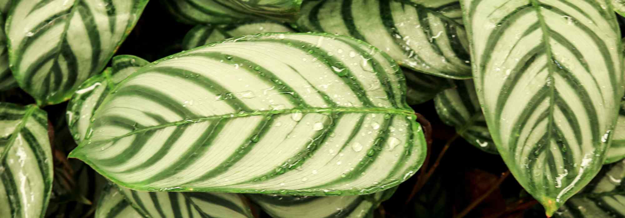 **Ctenanthe: piantare, coltivare, curare**  

La **Ctenanthe** è una pianta d'appartamento apprezzata per il suo fogliame decorativo e variegato. Originaria delle foreste tropicali del Sud America, questa pianta è perfetta per aggiungere un tocco esotico alla tua casa. Ecco una guida completa per piantare, coltivare e prenderti cura della tua Ctenanthe.  

### **Piantare la Ctenanthe**  
1. **Scelta del vaso**: Opta per un vaso con fori di drenaggio per evitare ristagni d'acqua.  
2. **Terriccio**: Utilizza un substrato leggero e ben drenante, come un mix per piante tropicali.  
3. **Posizione**: Scegli un luogo luminoso ma senza luce diretta del sole, che potrebbe bruciare le foglie.  

### **Coltivare la Ctenanthe**  
- **Luce**: Preferisce luce indiretta e brillante.  
- **Temperatura**: Mantieni una temperatura tra i 18°C e i 25°C. Evita correnti d'aria fredda.  
- **Umidità**: Ama l'umidità elevata. Nebulizza regolarmente le foglie o posiziona la pianta su un vassoio con ciottoli e acqua.  

### **Cura della Ctenanthe**  
- **Annaffiatura**: Mantieni il terriccio umido ma non zuppo. Riduci le annaffiature in inverno.  
- **Concimazione**: Fertilizza ogni 2-4 settimane durante la stagione di crescita con un fertilizzante bilanciato.  
- **Pulizia delle foglie**: Passa un panno umido sulle foglie per rimuovere la polvere.  

Con queste semplici attenzioni, la tua Ctenanthe crescerà rigogliosa e manterrà il suo splendido fogliame!