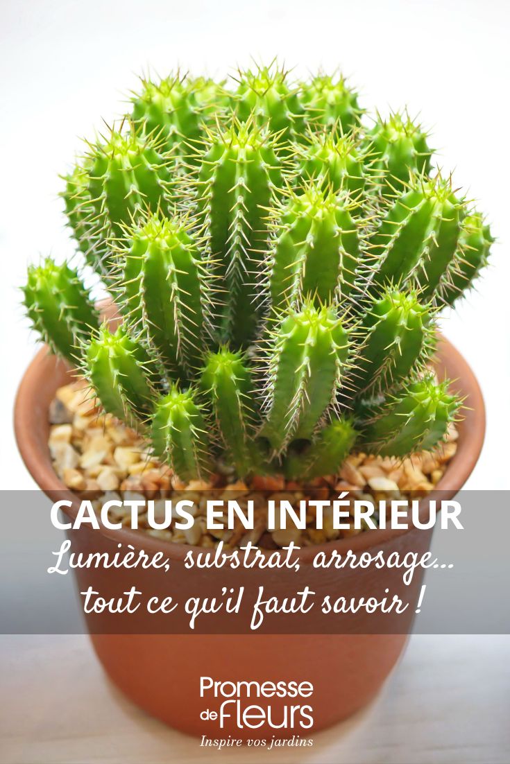 prendersi cura dei cactus in vaso
