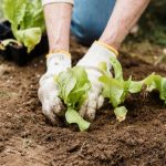 Giardinaggio per principianti: come trapiantare le giovani piantine in 5 semplici passi