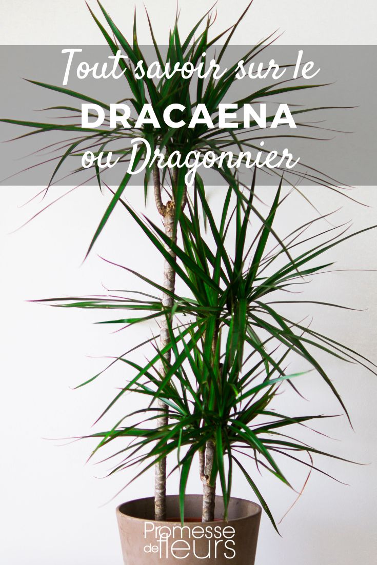 Tutto quello che c'è da sapere sul dracena

Il dracena, conosciuto anche come "albero del drago", è una pianta ornamentale molto apprezzata per il suo fogliame decorativo e la sua facilità di coltivazione. Originario delle regioni tropicali e subtropicali, il dracena è diventato una scelta popolare per gli interni grazie alla sua capacità di purificare l'aria e alla sua resistenza.

**Caratteristiche principali:**
- **Foglie:** Lunghe e strette, spesso variegate con striature verdi, gialle o rosse.
- **Crescita:** Lenta ma costante, può raggiungere diversi metri di altezza in condizioni ottimali.
- **Fiori:** Rari in coltivazione indoor, ma quando compaiono sono piccoli e bianchi.

**Cura e manutenzione:**
- **Luce:** Preferisce luce indiretta brillante, ma può tollerare condizioni di luce più basse.
- **Acqua:** Annaffiare moderatamente, lasciando asciugare il terriccio tra un'annaffiatura e l'altra.
- **Temperatura:** Ideale tra 18°C e 24°C, evitare correnti d'aria fredda.
- **Concimazione:** Utilizzare un fertilizzante bilanciato ogni 4-6 settimane durante la stagione di crescita.

**Problemi comuni:**
- **Foglie ingiallite:** Spesso causate da eccesso di acqua o carenza di nutrienti.
- **Punte secche:** Può essere un segno di bassa umidità o eccesso di fertilizzante.

Il dracena è una pianta versatile che si adatta bene a diversi ambienti, rendendola una scelta eccellente sia per i principianti che per i giardinieri esperti. Con le giuste cure, questa pianta può diventare un punto focale decorativo in qualsiasi spazio.