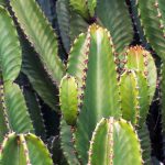Euforbia cactus: piantare, coltivare e curare