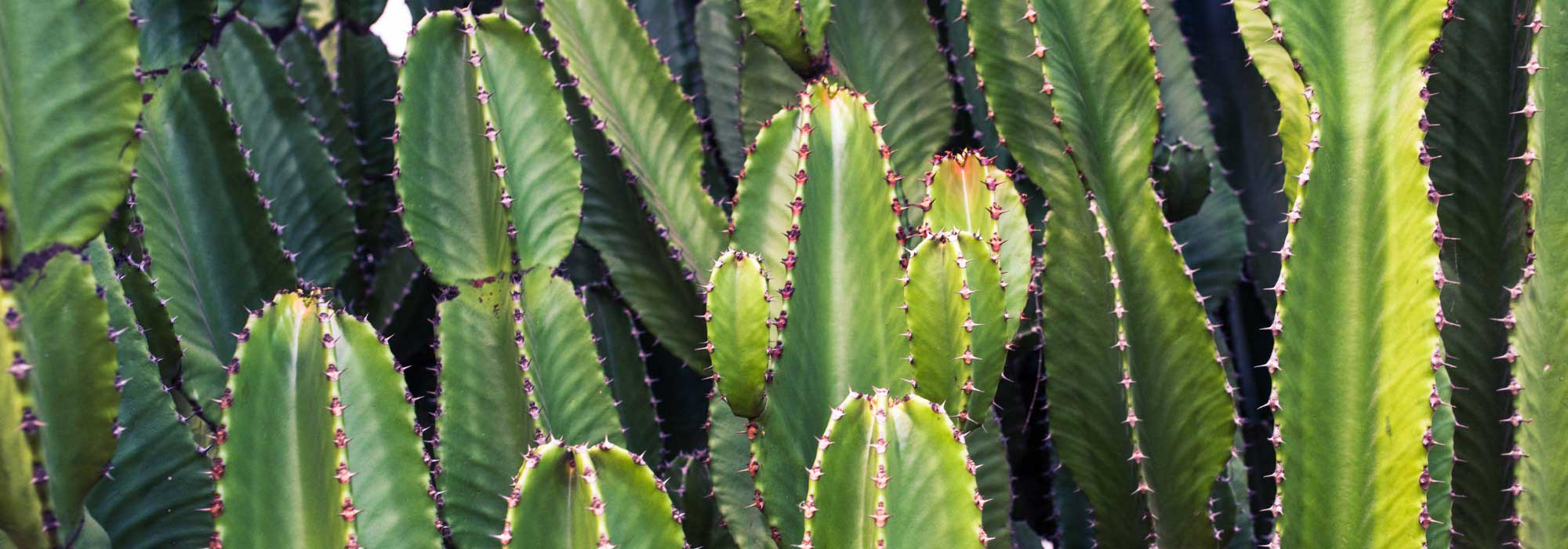 Euforbia cactus: piantare, coltivare e curare