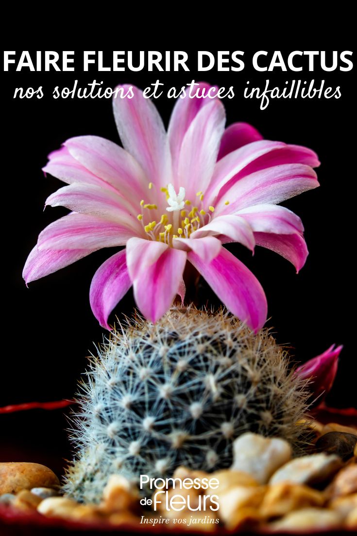 i nostri consigli per far fiorire i cactus