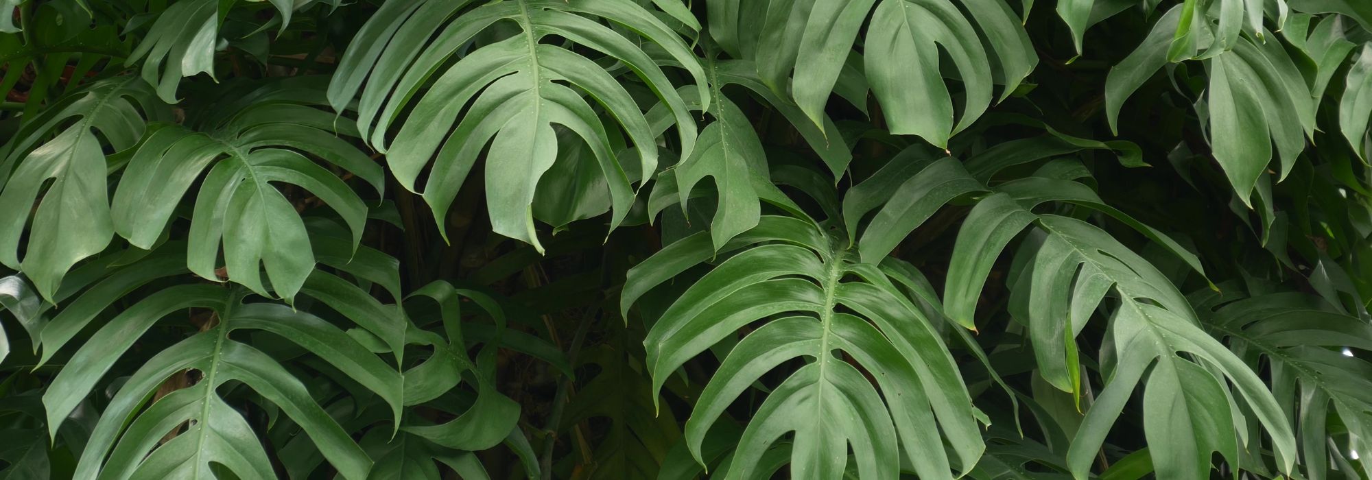 Monstera: coltivazione e cura