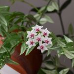 **Hoya, Fiore di Porcellana: Coltivazione e Cura**

L'Hoya, comunemente conosciuto come "Fiore di Porcellana", è una pianta d'appartamento molto apprezzata per i suoi fiori cerosi e profumati. Originaria delle regioni tropicali dell'Asia e dell'Australia, questa pianta è relativamente facile da coltivare se si seguono alcune semplici regole. Ecco tutto ciò che devi sapere per prenderti cura al meglio della tua Hoya.

### **1. Esposizione e Luce**
L'Hoya ama la luce brillante ma indiretta. Evita l'esposizione diretta al sole, soprattutto nelle ore più calde della giornata, poiché potrebbe bruciare le foglie. Una posizione vicino a una finestra esposta a est o ovest è ideale.

### **2. Temperatura e Umidità**
Questa pianta prospera in ambienti con temperature comprese tra 18°C e 24°C. È importante evitare correnti d'aria fredda e sbalzi termici improvvisi. L'Hoya apprezza anche un'umidità moderata, quindi nebulizzare le foglie occasionalmente può essere benefico, soprattutto in inverno quando l'aria è più secca.

### **3. Annaffiatura**
L'Hoya preferisce un terreno leggermente umido ma ben drenato. Lascia asciugare il terriccio tra un'annaffiatura e l'altra per evitare ristagni idrici, che potrebbero causare marciumi radicali. In inverno, riduci la frequenza delle annaffiature.

### **4. Terreno e Rinvaso**
Utilizza un terriccio leggero e ben drenante, come una miscela per piante epifite arricchita con perlite o corteccia. Il rinvaso è necessario solo quando la pianta diventa troppo grande per il suo contenitore, generalmente ogni 2-3 anni.

### **5. Concimazione**
Durante la stagione di crescita (primavera ed estate), concima l'Hoya ogni 4-6 settimane con un fertilizzante bilanciato per piante da fiore. Sospendi la concimazione in autunno e inverno.

### **6. Fioritura**
L'Hoya produce grappoli di fiori cerosi e profumati, spesso bianchi o rosa. Per favorire la fioritura, assicurati che la pianta riceva abbastanza luce e non la sposti troppo spesso. I fiori compaiono sugli steli vecchi, quindi evita di potarli eccessivamente.

### **7. Potatura**
La potatura è necessaria solo per controllare le dimensioni della pianta o rimuovere parti danneggiate. Taglia gli steli con attenzione per non compromettere la fioritura futura.

### **8. Moltiplicazione**
L'Hoya può essere propagata per talea. Prendi una talea di 10-15 cm da uno stelo sano, rimuovi le foglie inferiori e mettila in acqua o in un substrato umido fino alla radicazione.

### **9. Problemi Comuni**
- **Foglie gialle**: Troppa acqua o poca luce.
- **Assenza di fiori**: Luce insufficiente o concimazione scorretta.
- **Parassiti**: Controlla la presenza di afidi o cocciniglie e tratta con insetticidi naturali se necessario.

Con queste cure, la tua Hoya ti regalerà anni di bellezza e profumo!
