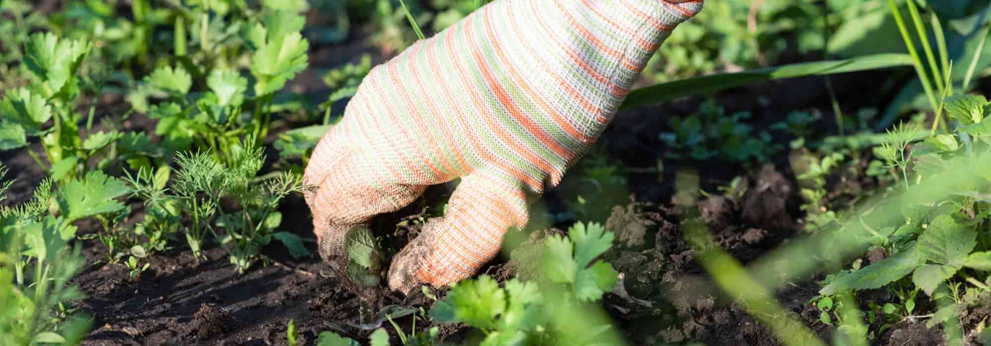 Giardinaggio per principianti: come diserbare facilmente e senza prodotti chimici?