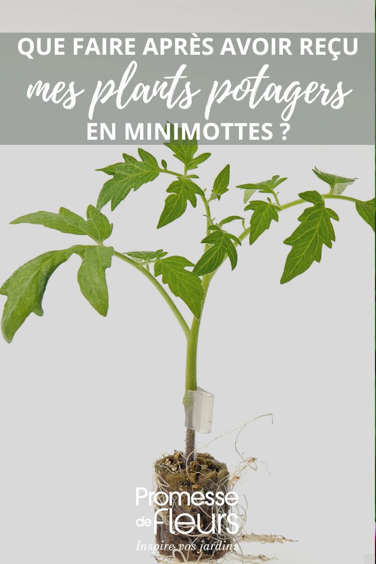 Cosa fare dopo aver ricevuto le piantine orto in minizolle?