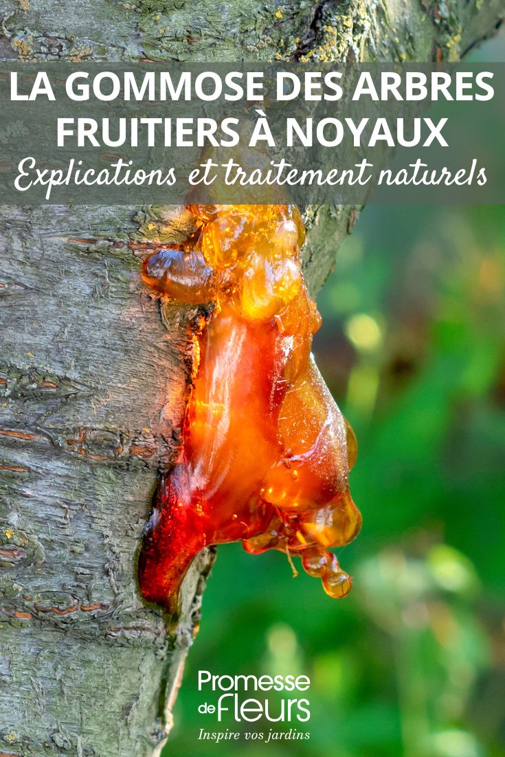 curare e prevenire la gommosi degli alberi da frutto e dei susini