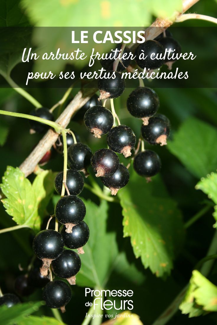 ribes nero